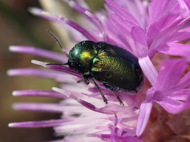 Cryptocephalus (Cryptocephalus) hypochaeridis (Linnaeus, 1758)